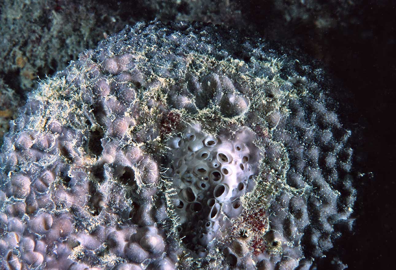 Sarcotragus foetidus